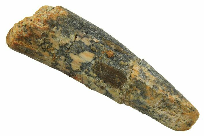 Fossil Sauropod Dinosaur (Titanosaur) Tooth - Morocco #298674
